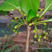 Canthium coromandelicum (Burm.f.) Alston